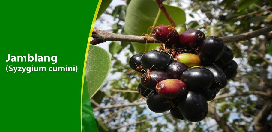 Buah Jamblang Redakan Diare dan Diabetes Buah Jamblang Redakan Diare dan Diabetes